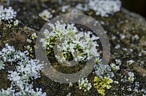 Macro shot of growing moss on a stone