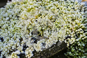 Macro shot of growing moss on a stump