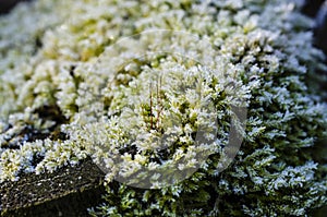 Macro shot of growing moss on a stump