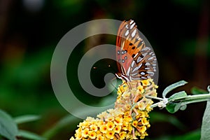 Macro shot of a gulf fritillary butterfly on yellow buddleia flowers in a garden