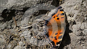 Macro shot of the hairy orange butterfly with opened wings in slow motion.