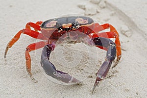 Macro shot of Halloween Crab photo