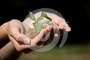 Macro shot of hands holding a seedling