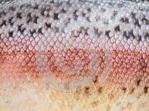 Macro shot of healthy rainbow trout skin. Fish scale texture for background. Colorful concept