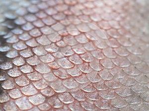 Macro shot of healthy rainbow trout skin. Fish scale texture for background. Colorful concept. Soft focus