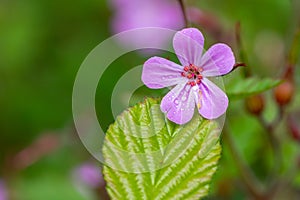 Herb Robert geranium robertianum