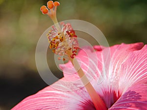 Macro shot of a hibiscus flower and its pistil