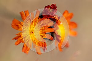 Macro shot of a Hieracium flower with a selective focus on a brown background