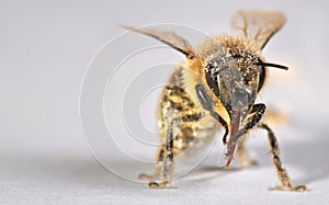 Macro shot of honey bee