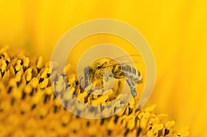 Macro shot of Honey Bee Apis mellifera collecting nectar and spreading pollen in yellow sunflower.