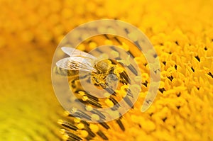 Macro shot of Honey Bee Apis mellifera collecting nectar and spreading pollen in yellow sunflower.