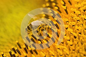 Macro shot of Honey Bee Apis mellifera collecting nectar and spreading pollen in yellow sunflower.