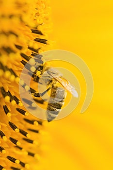 Macro shot of Honey Bee Apis mellifera collecting nectar and spreading pollen in yellow sunflower.