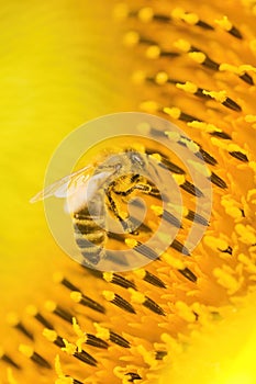 Macro shot of Honey Bee Apis mellifera collecting nectar and spreading pollen in yellow sunflower.