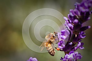 Honey Bee Pollinating a Lavender Flower photo