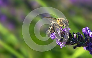 A macro shot of a honey bee Apis mellifera pollinating a Lavender flower Lavandula angustifolia, on a blurred green background