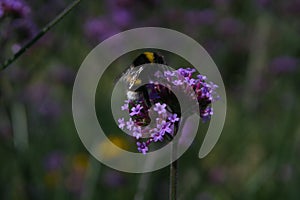 Macro shot of a honey bee collecting nectar from a beautiful purple flower