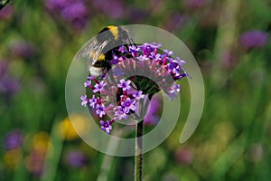 Macro shot of a honey bee collecting nectar from a beautiful purple flower