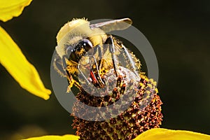 Macro shot of honey bee collecting nectar from a field yellow flower