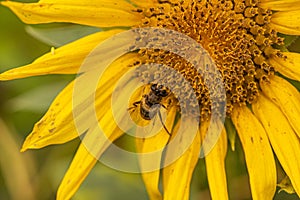 Macro shot of honey bee collecting nectar from sunflower on blurry background