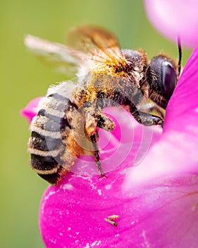 Macro shot of honey bee collecting nectar from Sweet pea flower on sunny day on blurry background