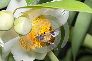 Macro shot of a honey bee collecting nectar from a white flower on an isolated background