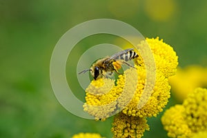 Macro shot of a honey bee collecting nectar from a yellow tansy plant on an isolated background