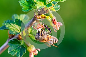 A macro shot of a honey bee collecting pollen from a bush