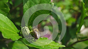 Macro shot of a honey bee collecting pollen. A hardworking bee collects honey. Slow motion close-up.