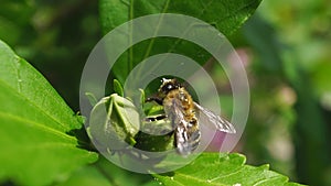 Macro shot of a honey bee collecting pollen. A hardworking bee collects honey. Slow motion close-up.