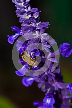 Bee collecting pollen from Mealy-Cup Sage