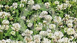 Macro shot of honey bee crawling on head of clover flower, collecting nectar.