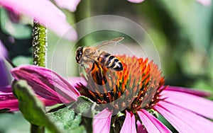 Macro shot of a honey bee perched on a bright pink flower, collecting nectar for its hive