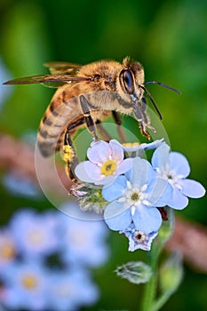 Macro shot of honey bee with pollen on its legs cleaning itself while collecting nectar from blue Forget-Me-Not \\\\