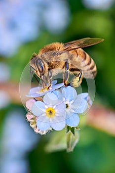 Macro shot of honey bee with pollen on its legs collecting nectar from blue Forget-Me-Not