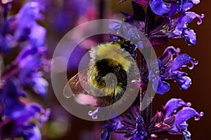 Bee pollinating lavender flowers