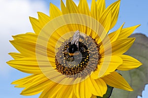 Macro shot of honey bee sitting on sunflower and collecting nectar on blue blurry background