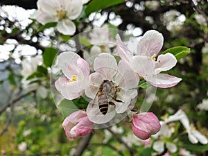 Macro shot of a honey bee sucking juice from apple blossom in spring season, Honey bee suck white blossom flower.