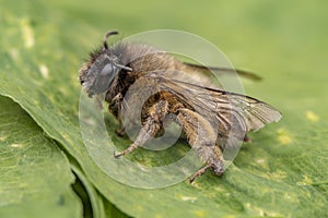 Macro shot of a honeybee sitting in the garden on a leaf
