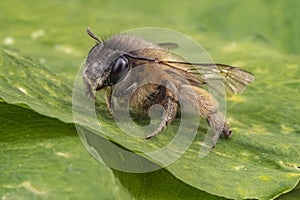 Macro shot of a honeybee sitting in the garden on a leaf