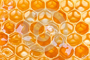 Macro shot of Honeycomb