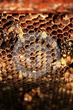 Macro shot of honeycombs.