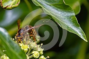 Macro shot from a hornet (Vespa crabro) on ivy blossoms photo