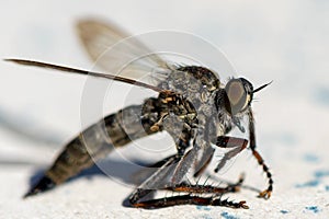 Macro shot of a horsefly Tabanidae