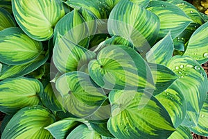 Macro shot of hosta plant photo