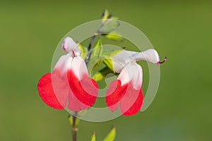 Hot lips salvia flowers