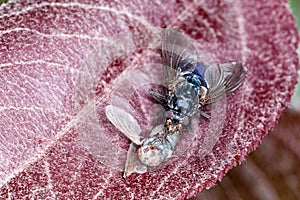 Macro shot of a house fly (Blue Bottle Fly)