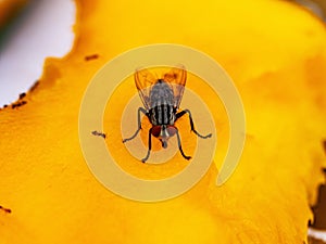 Macro shot of house fly insect perched on ripe yellow mango. Flies are dirty animals and vectors of diseases such as cholera.