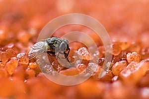 A macro shot of House Fly on a sugar mix
