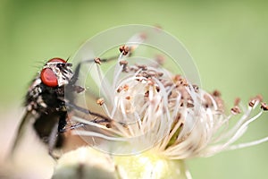 Macro shot of a housefly